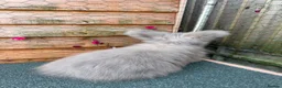 Angora rabbits for sale: pedigree english angoras  - Advert 3