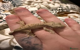 Gecko reptiles for sale: High End Various Crested Geckos for Sale - Advert 10