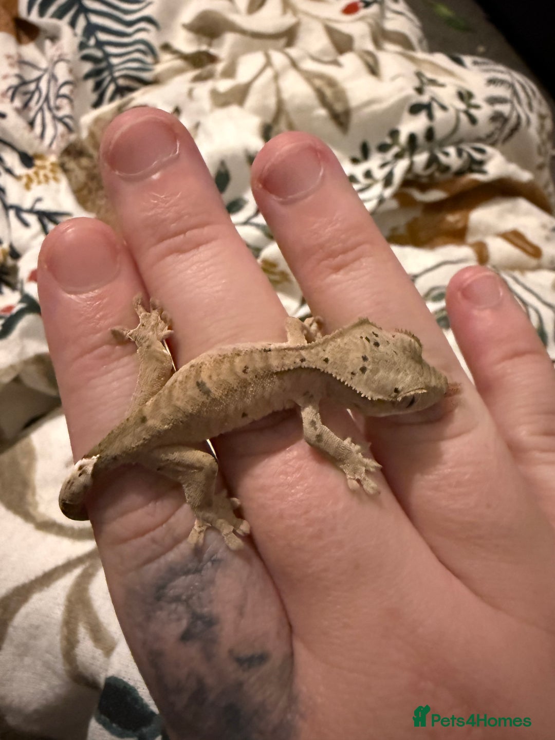 Gecko reptiles for sale: High End Various Crested Geckos for Sale - Advert 10