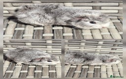 Guinea Pig rodents for sale: Baby Funky Guinea Pigs - Image 1