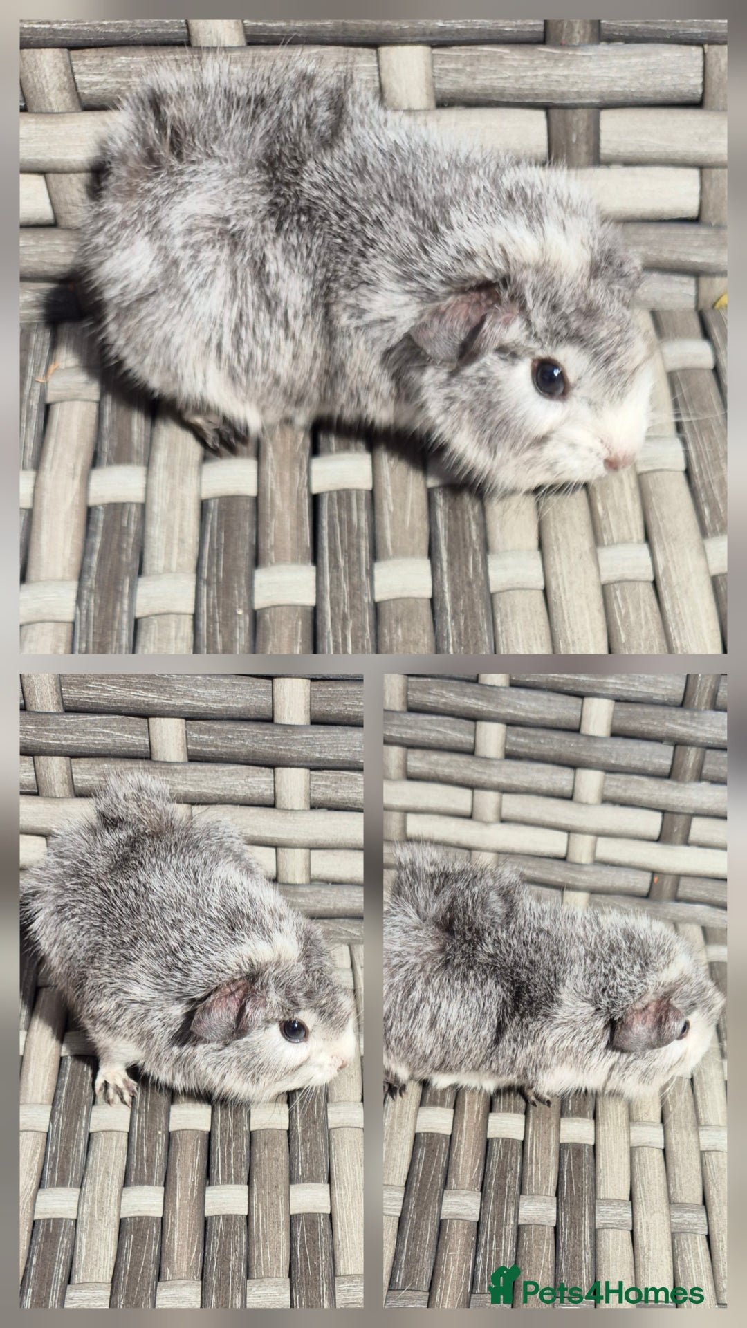 Guinea Pig rodents for sale: Baby Funky Guinea Pigs - Image 1