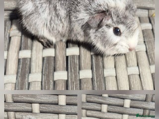 Guinea Pig rodents - Advert 26