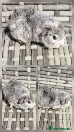 Guinea Pig rodents - Advert 1