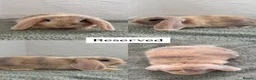 Mini Lop rabbits for sale: Mini Lops looking for Forever Homes - Advert 7