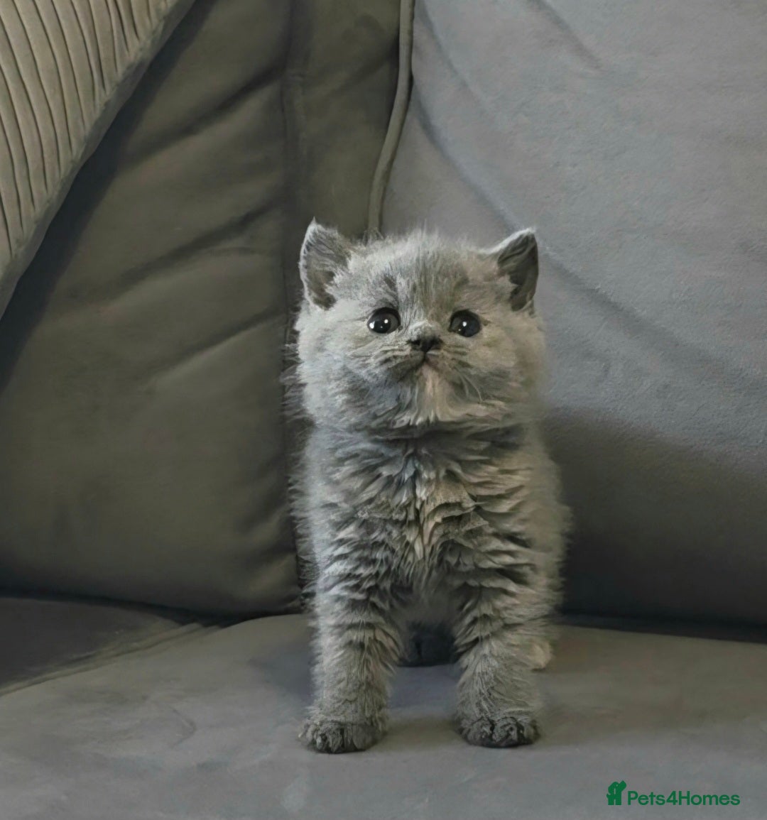 British Shorthair cats for sale: *READY NOW*Stunning bsh for sale (1 BOY 💙) - Image 10
