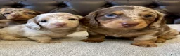 Miniature Dachshund dogs for sale: Dachshund miniature long hair  - Advert 20