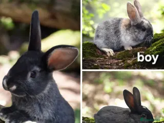 Mixed Breed rabbits Baby rabbits for sale - Advert 1