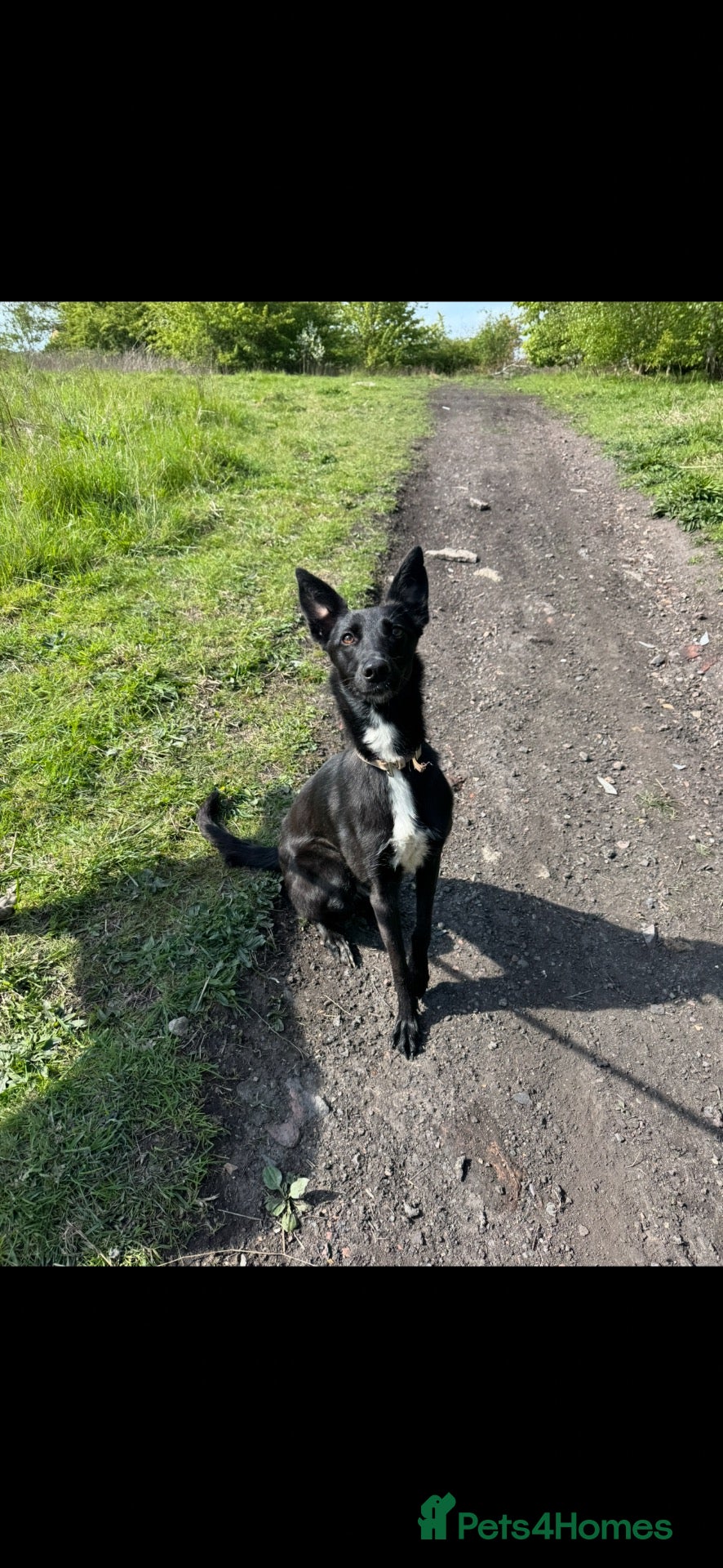 Mixed Breed dogs 1 year old puppy - Advert 5