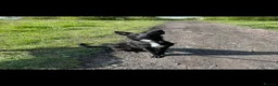 Mixed Breed dogs for sale: 1 year old puppy in Redcar - Advert 1