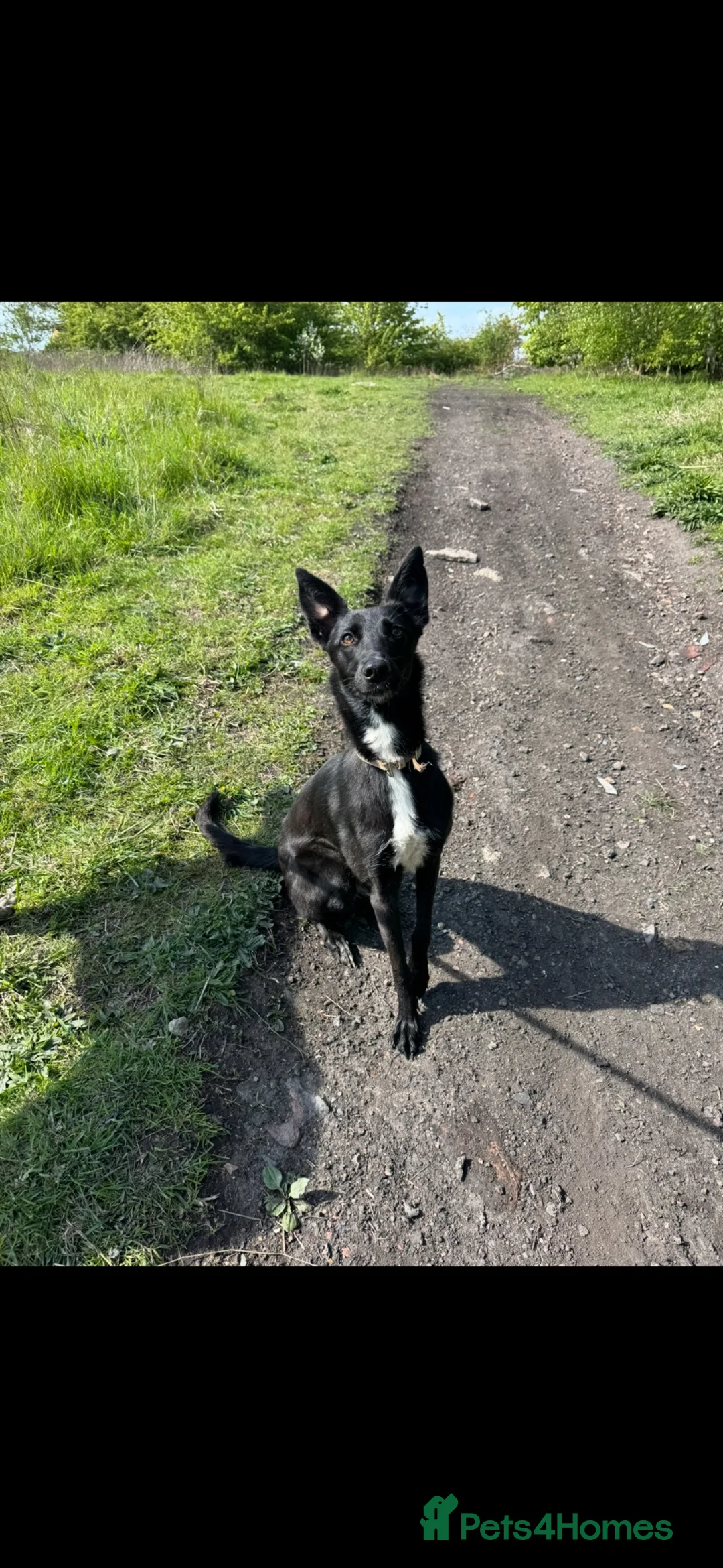Mixed Breed dogs for sale: 1 year old puppy in Redcar - Advert 1