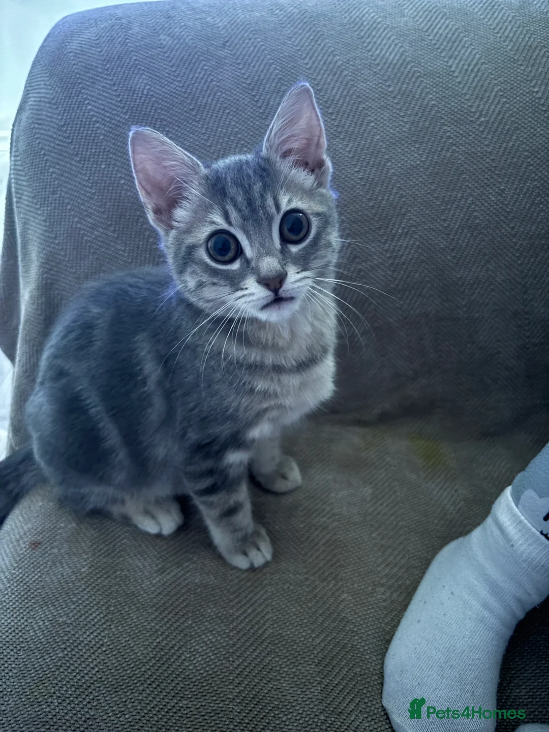 Mixed Breed cats for sale: female kitten for sale  - Advert 3