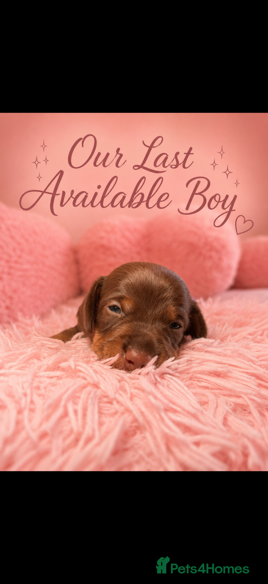 Miniature Dachshund dogs KC miniature wire hair dachshund  - Advert 1
