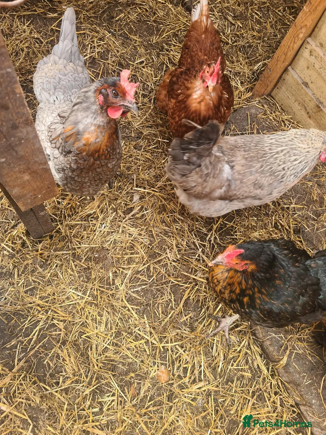 Chickens poultry for sale: Turkeys  and chickens for sale in Blackpool - Advert 2