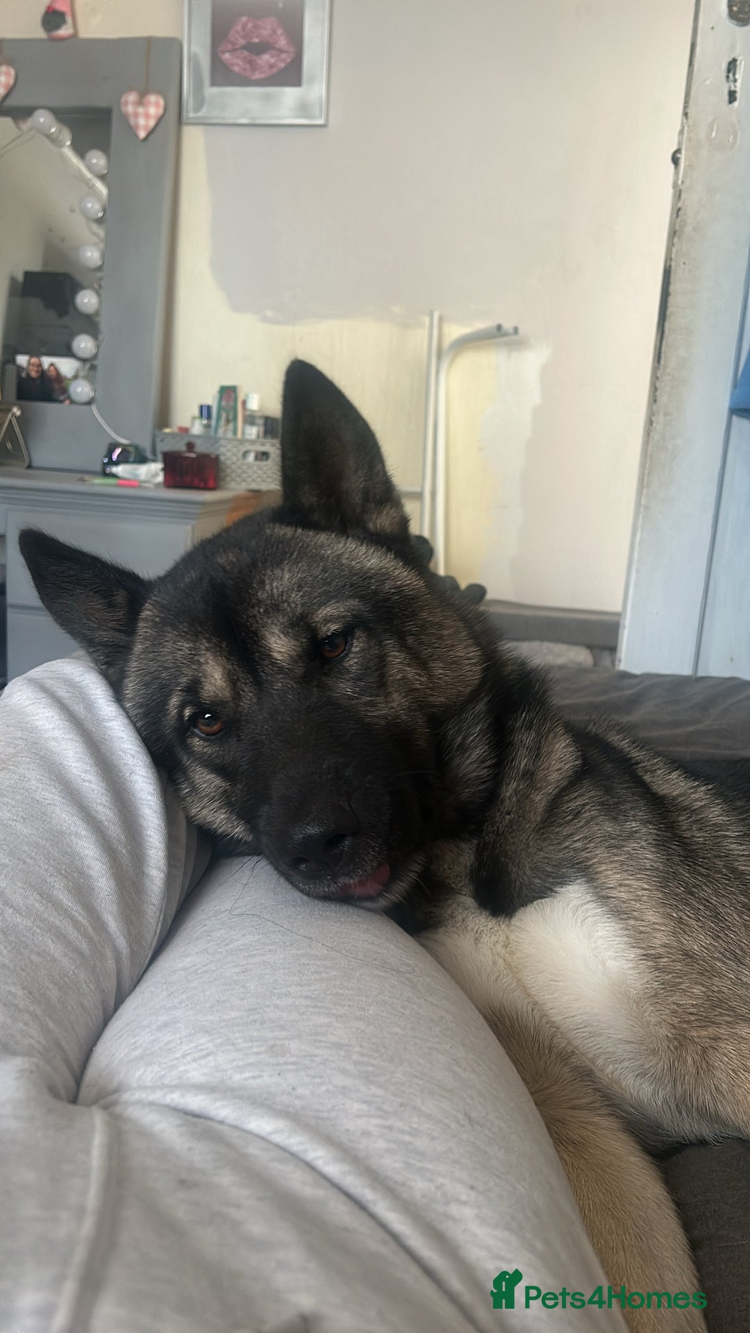 Huskita dogs for sale: Beautiful Huskita  - Image 5