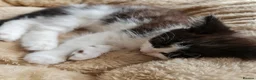 Mixed Breed cats for sale: Two Black And White Female Kittens  - Advert 12