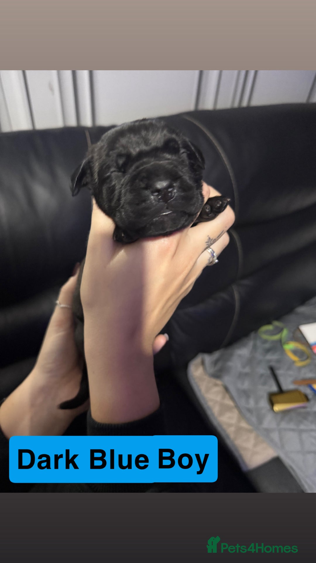 Cane Corso dogs for sale: 12 beautiful cane corso puppies 🐾 - Advert 11