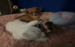 Mixed Breed dogs for sale: Beautiful Woopsie daisy cocker-jack boys  💙 - Image 3