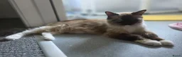 Ragdoll cats for sale: Fluffy Ragdolls  in Hastings - Advert 2