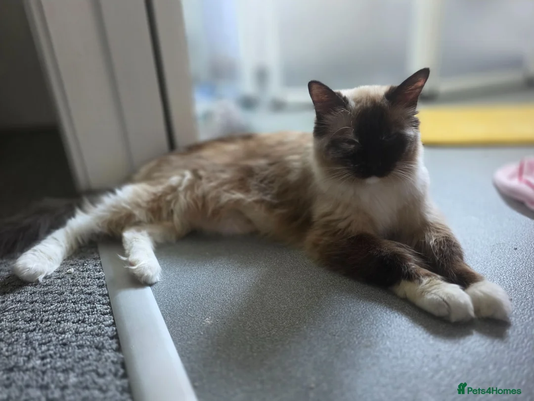 Ragdoll cats for sale: Fluffy Ragdolls  in Hastings - Advert 2