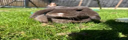 Mini Lop rabbits for sale: Chocolate mini lop buck for sale in Gravesend - Advert 4
