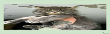 Maine Coon Kitten 3