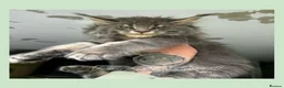 Maine Coon cats for sale: Russian Import Health Tested Loved Kittens - Advert 13