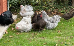 Chickens poultry for sale: Orpington chickens available  - Image 7