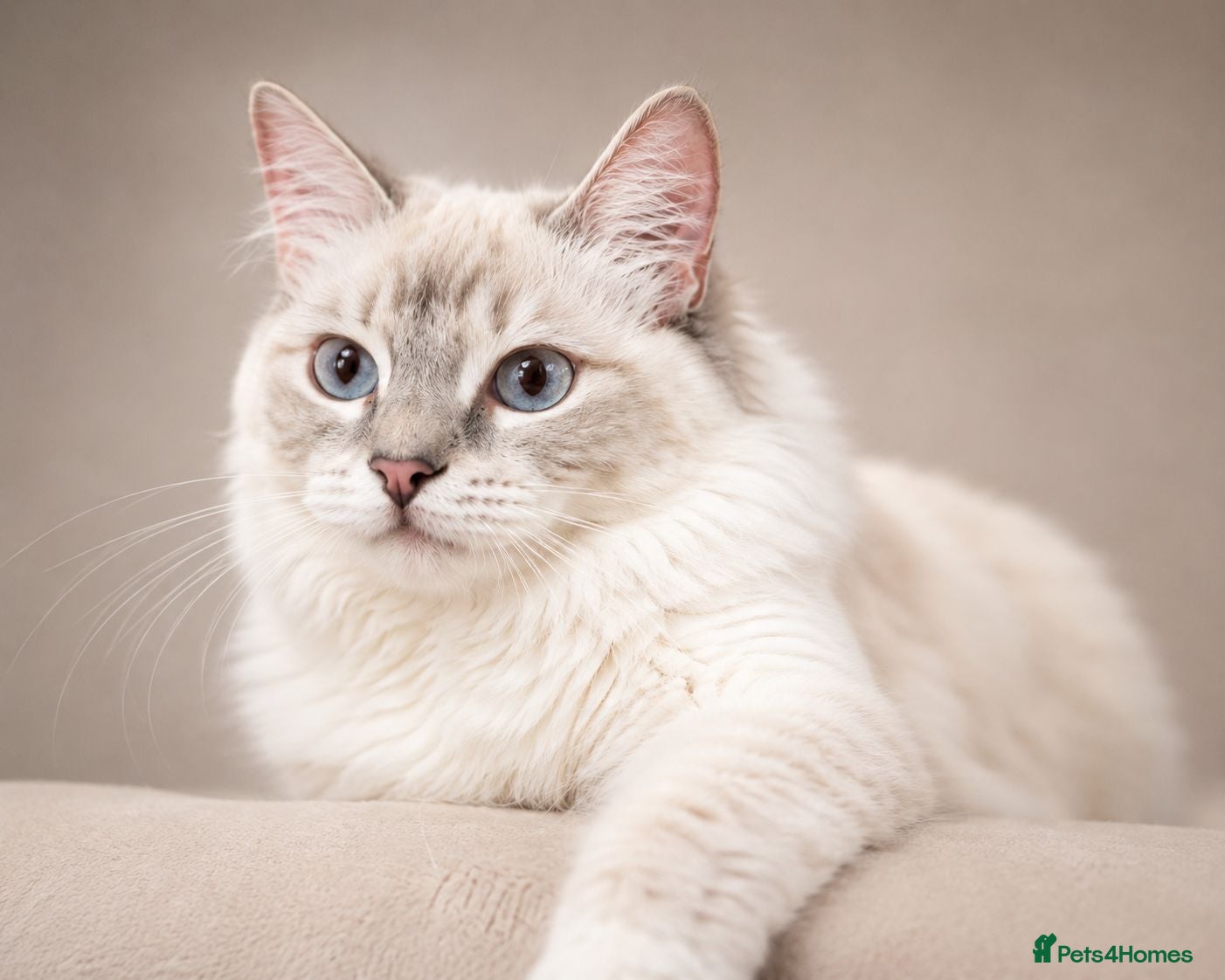 Ragdoll cats LilacTorbie/Lynx 'Tica' Active Ragdoll Aristocats  - Advert 18
