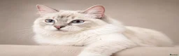 Ragdoll cats for sale: Lilac Lynx Ragdoll Aristocats  - Advert 8