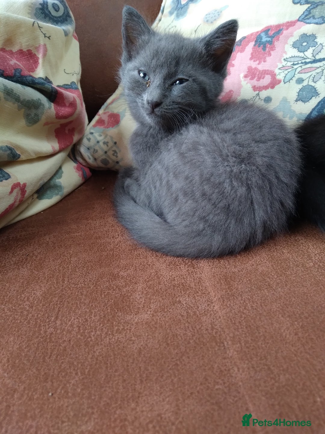 Mixed Breed cats for sale: 1 grey girl left, very lively and lots of fun in Welshpool - Image 1