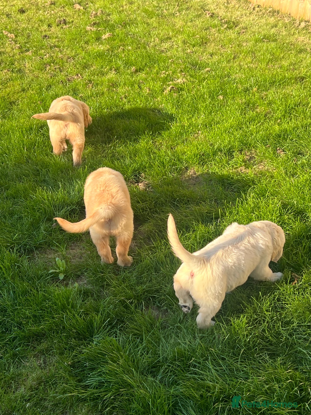 Golden Retriever dogs for sale: Teddy Bear Goldies - Image 30