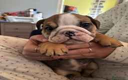 English Bulldog dogs for sale: Ready to go English bulldog puppies - Image 24