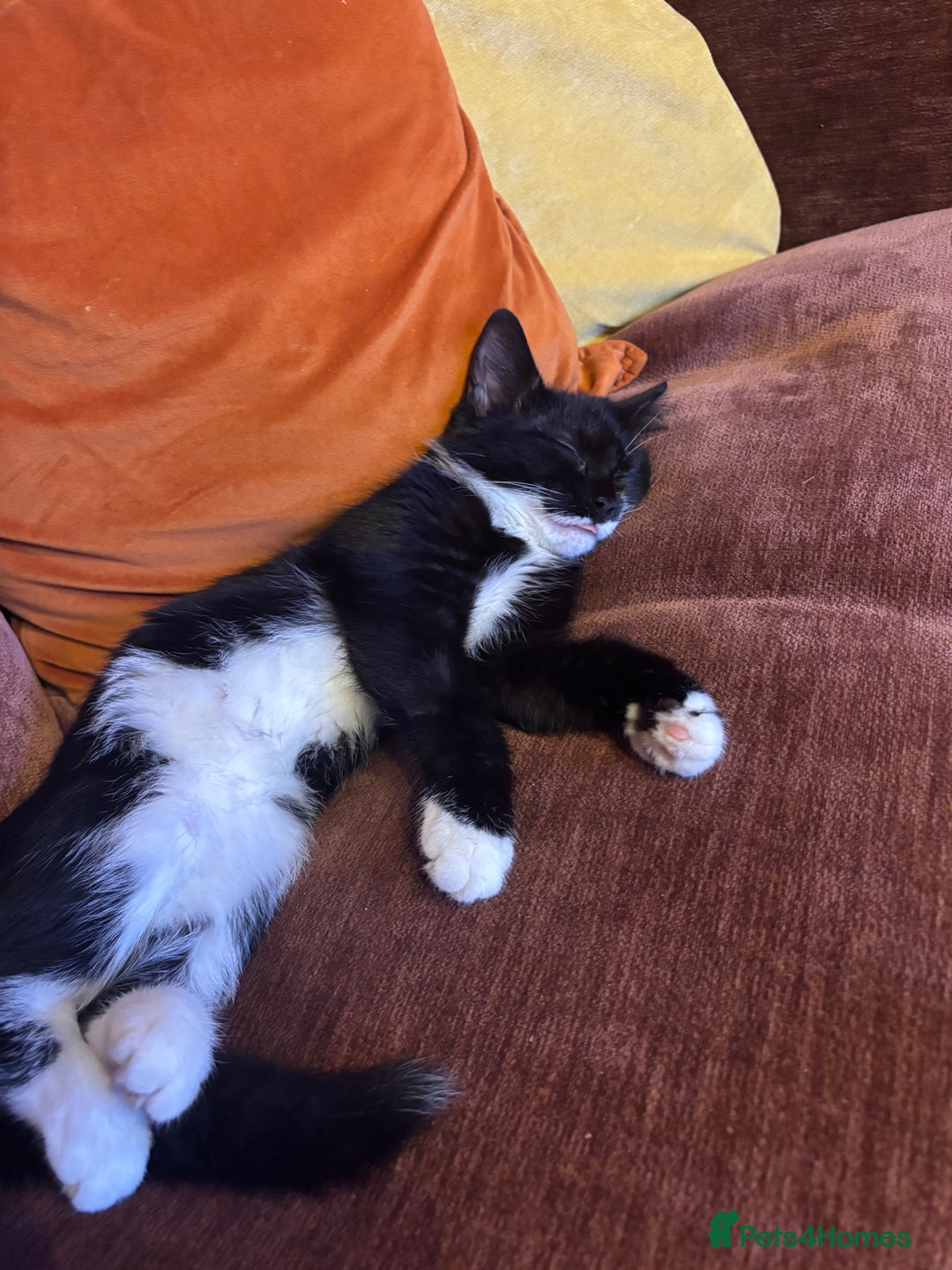 Mixed Breed cats for sale: Cat for sale  - Advert 1