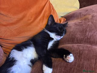 Mixed Breed cats Cat for sale - Advert 1