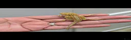 Bearded Dragon reptiles for sale: Stunning baby bearded dragons ( read advert) - Advert 7