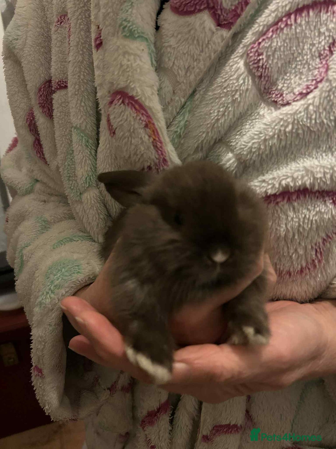 Mini Lop rabbits for sale: Beautiful chocolate brown rabbits - Advert 6
