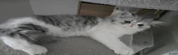 Persian cats for sale: Adorable Silver Tabby Persian Kitten for Sale  - Advert 4