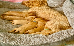 Cavapoo dogs for sale: BEAUTIFUL F1 CAVAPOOS - Image 2