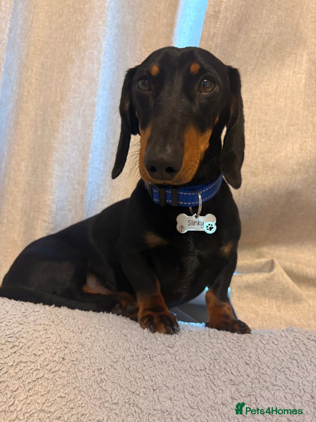 Miniature Dachshund dogs for sale: True miniature dachshund for sale  - Image 1