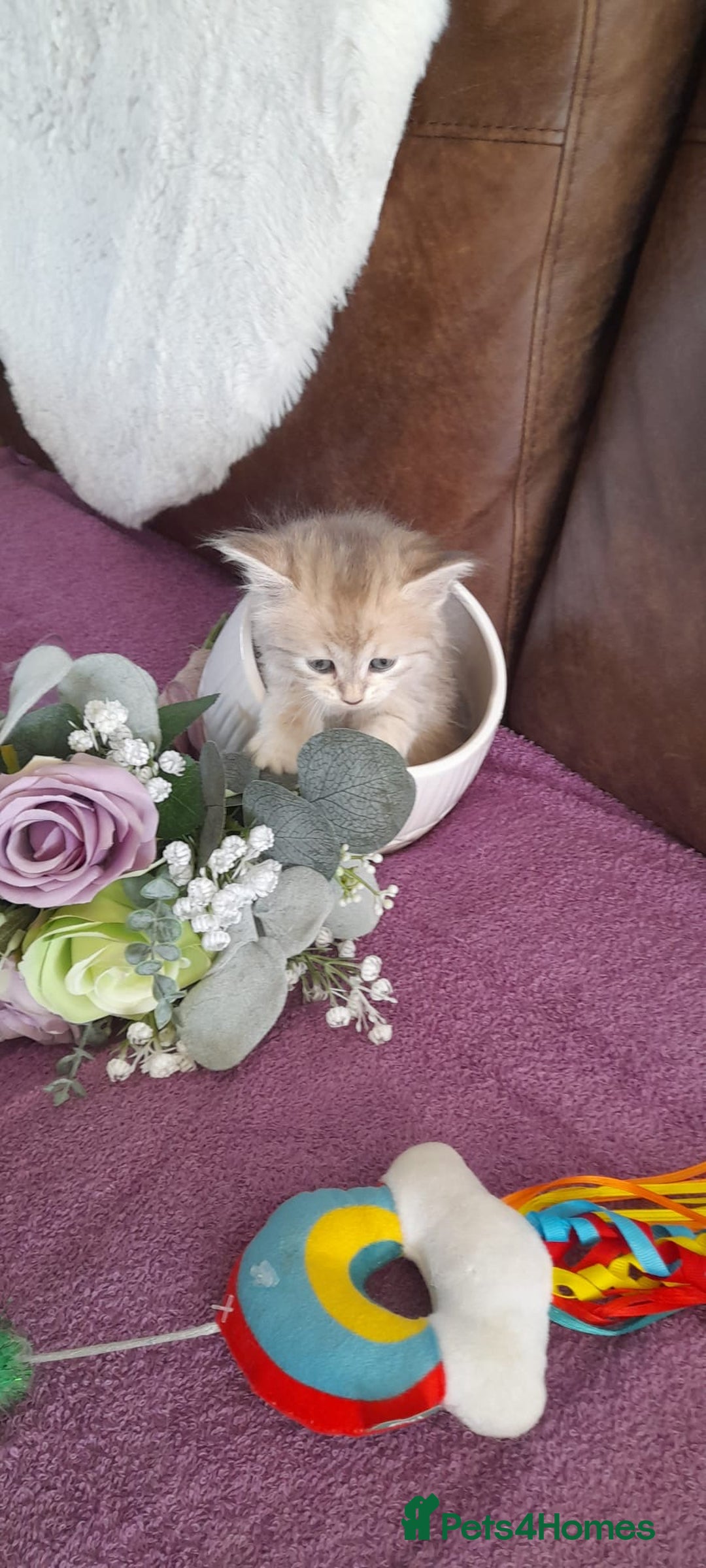 Siberian cats for sale: Siberian GCCF. kittens  - Image 1