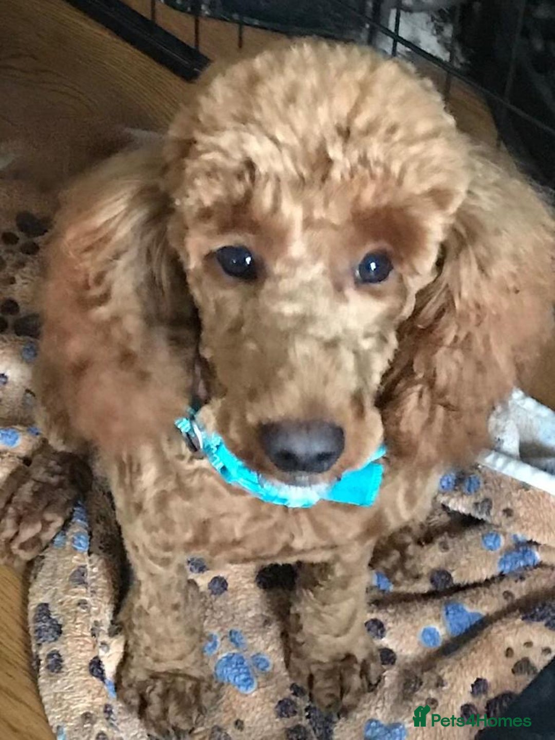 Cockapoo dogs for sale: F1 MINIATURE SHOWLINE COCKAPOO PUPPIES - Advert 13