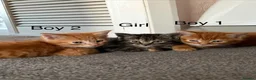 Domestic Shorthair cats for sale: 3 x beautiful kittens ready now  in Nelson - Advert 14