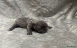 French Bulldog dogs for sale: 4 Beautiful Girl Frenchie's  - Image 13