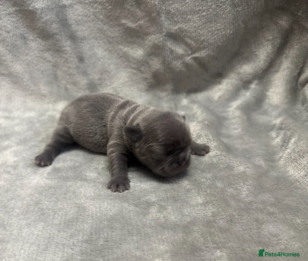 French Bulldog dogs for sale: 4 Beautiful Girl Frenchie's  - Image 13