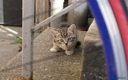 Mixed Breed cats for sale: Tabby girl - Image 3