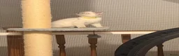 Ragamese cats for sale: Beautiful Ragamese kittens - Advert 16