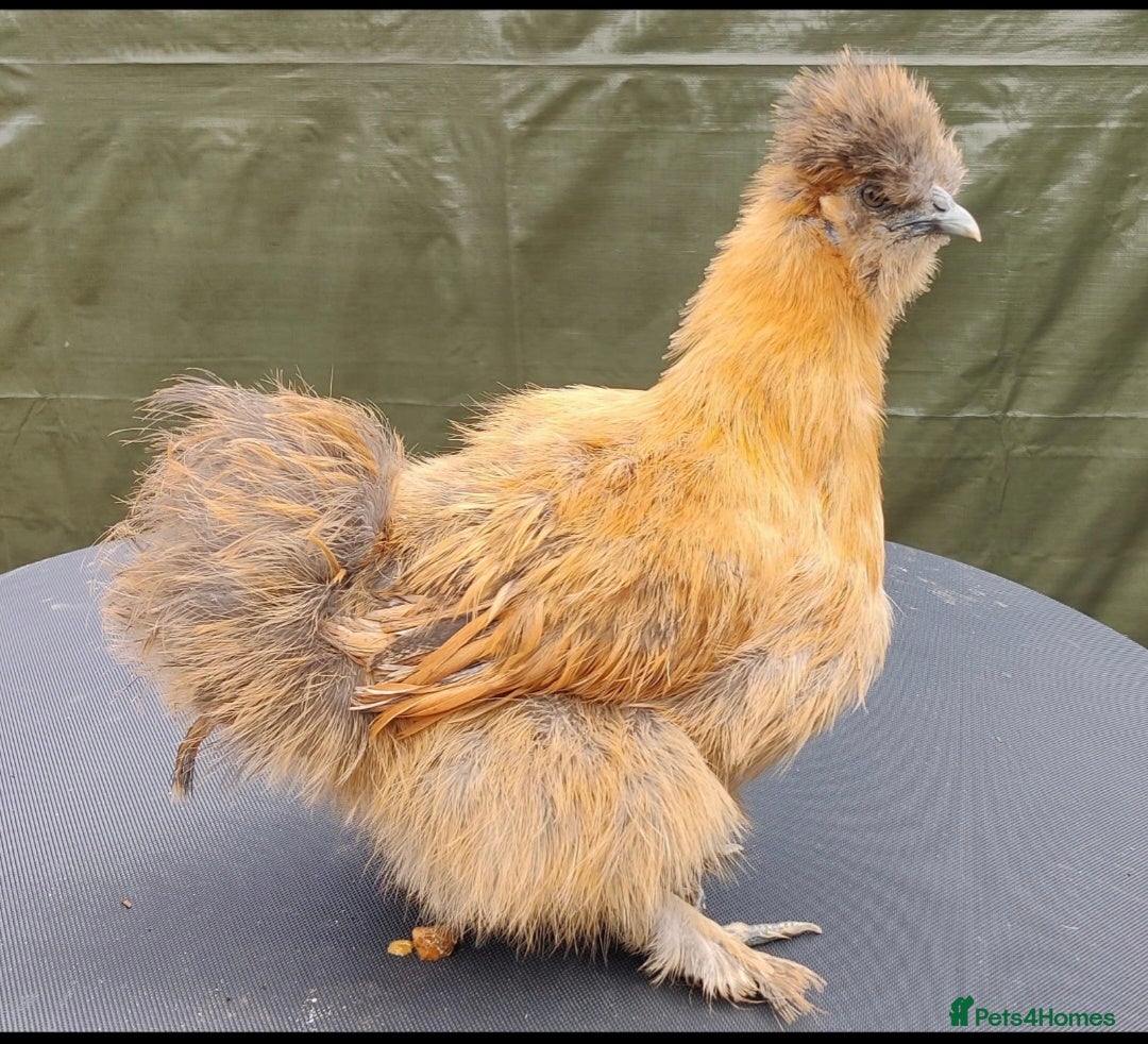 Chickens poultry for sale: Days old chicks available  - Advert 12