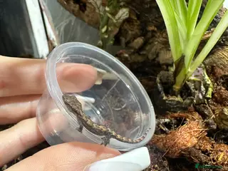 Gecko reptiles Mourning Geckos for Sale 🦎 - Advert 13