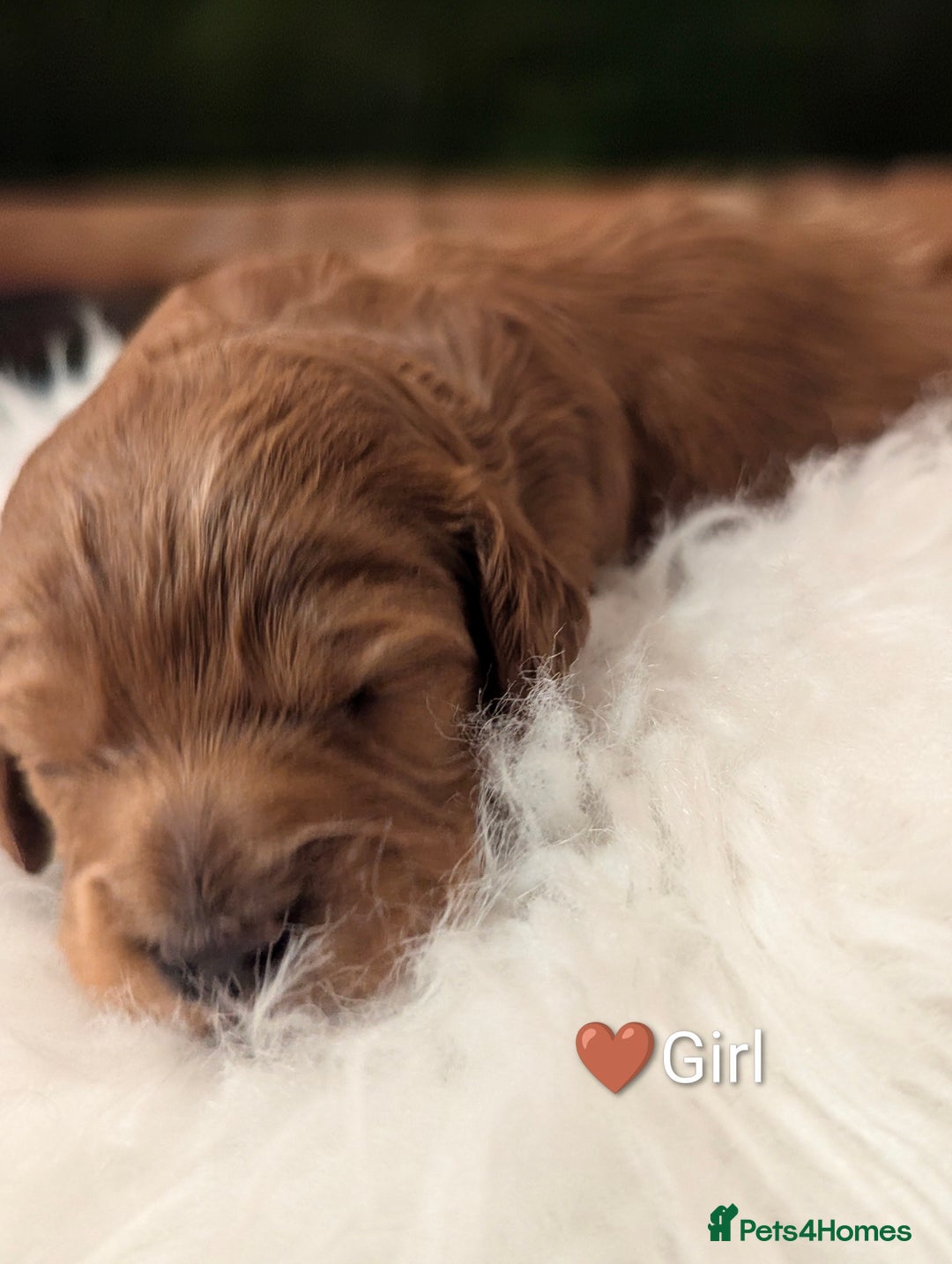 Cavapoo dogs for sale: Beautiful Cavapoo Puppies Available - Advert 11