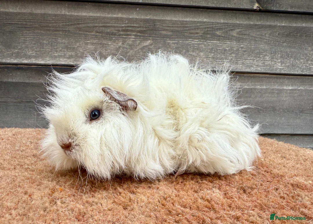 Guinea Pig rodents for sale: Boars/Sows - Various Breeds  - Advert 2